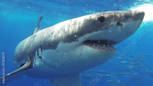 Great white shark swims by cage, Fiji