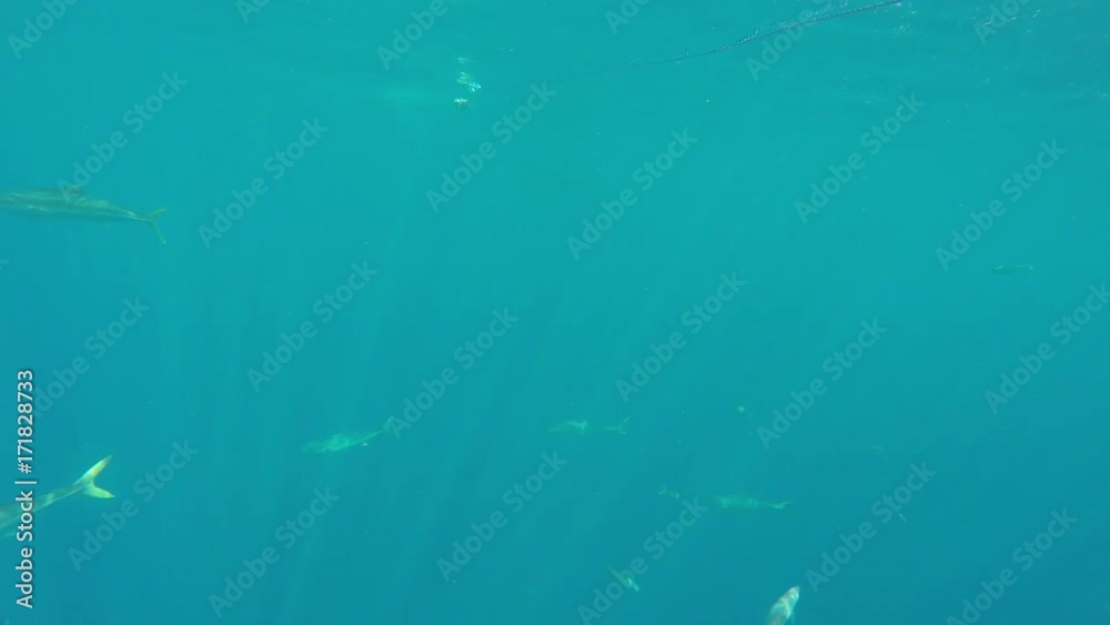 Great white shark lunges at bait, Fiji Great white shark lunges at bait, Fiji