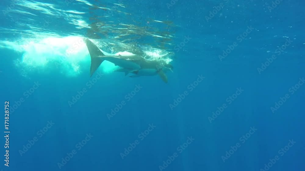 Great white attacks bait at surface, underwater