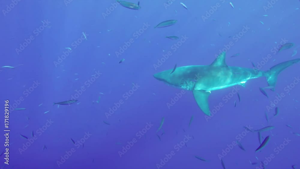 Great white shark dives under school of fish