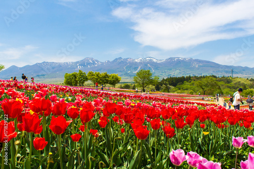 那須フラワーワールドのチューリップ