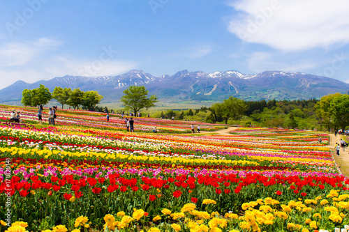那須フラワーワールドのチューリップ