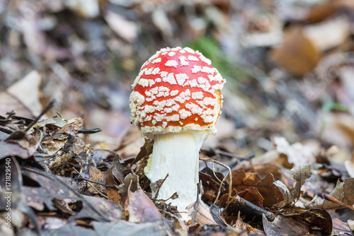 Fly agaric or fly amanita (Amanita Muscaria) mushroom. Young poisonous fungus, red with white spots, in its natural habitat