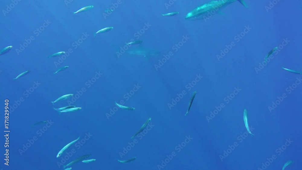 Great white hides from fish in deep water, POV Great white hides from fish in deep water, POV