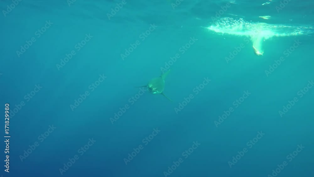 Bait dropped in water over great white shark Bait dropped in water over great white shark