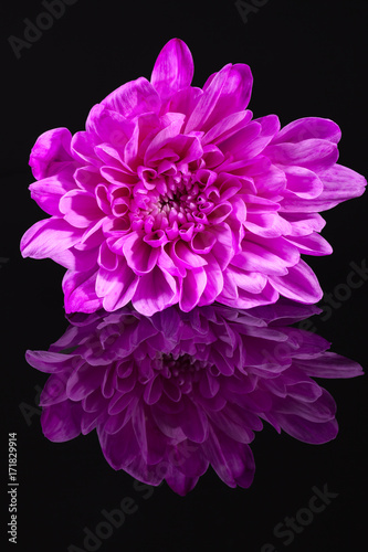 Single chrysanthemum flower on black background, reflection . © mychadre77