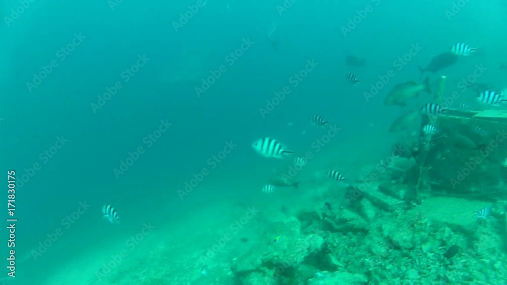 POV, sharks investigate bait cage on sea floor POV, sharks investigate bait cage on sea floor
