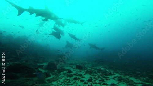 Low angle POV, shark swims over reef near scuba divers photo