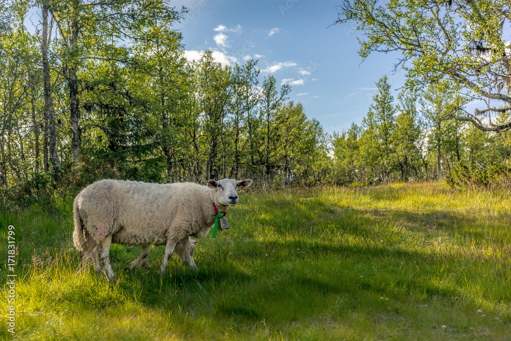 Obraz premium Sheeps eating grass in the Rondane National Park in Norway - 2