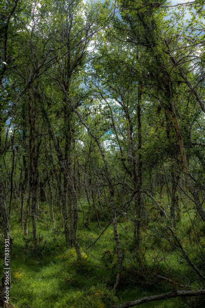 A low forest in the Rondane National Park in Norway A low forest in the Rondane National Park in Norway