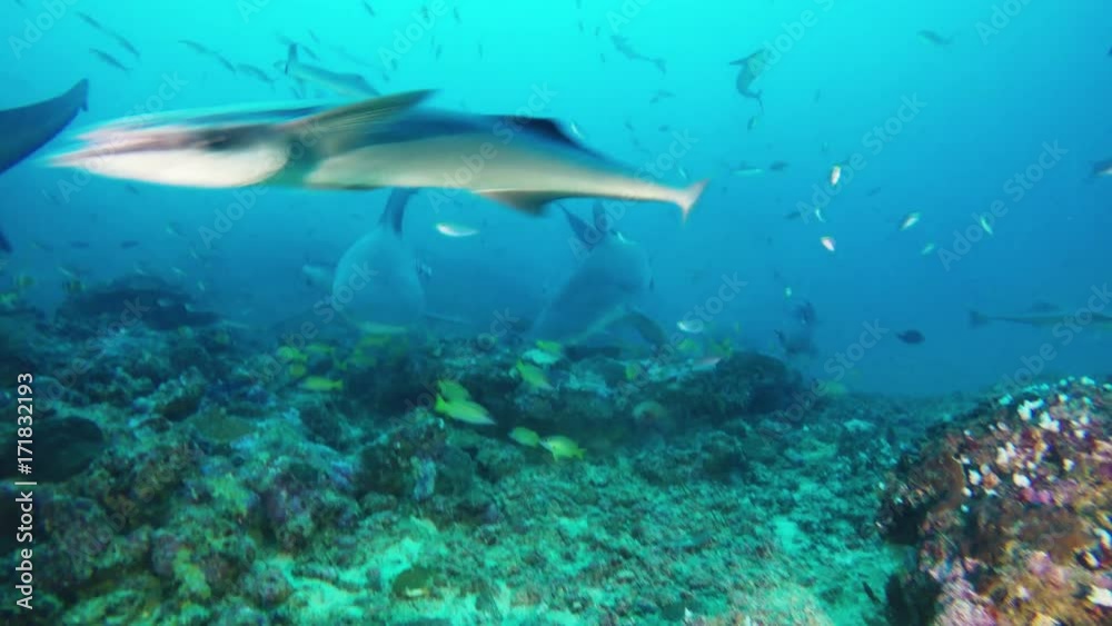 POV, sharks swim over reef in Fiji POV, sharks swim over reef in Fiji
