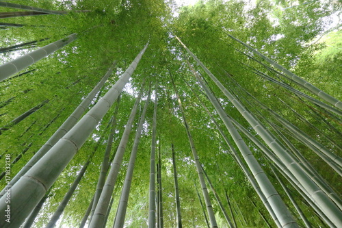 下から見上げる緑の竹林_02