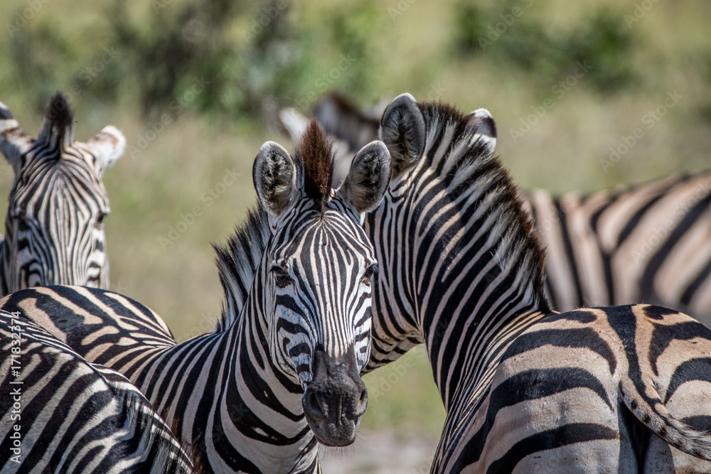 Zebra starring at the camera in Chobe. Zebra starring at the camera in Chobe.