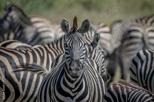 Zebra starring at the camera in Chobe.