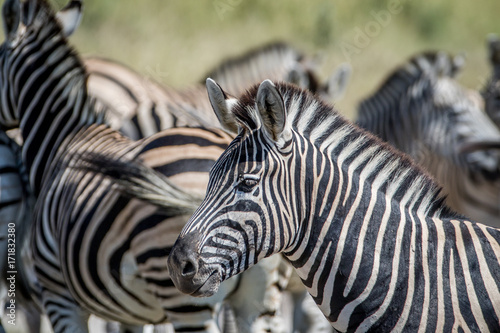 Side profile of a Zebra in a herd.
