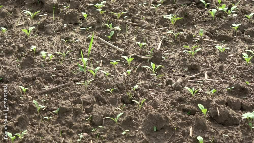 Small young rapeseed sprouts on agriculture field in autumn Small young rapeseed sprouts on agriculture field in autumn