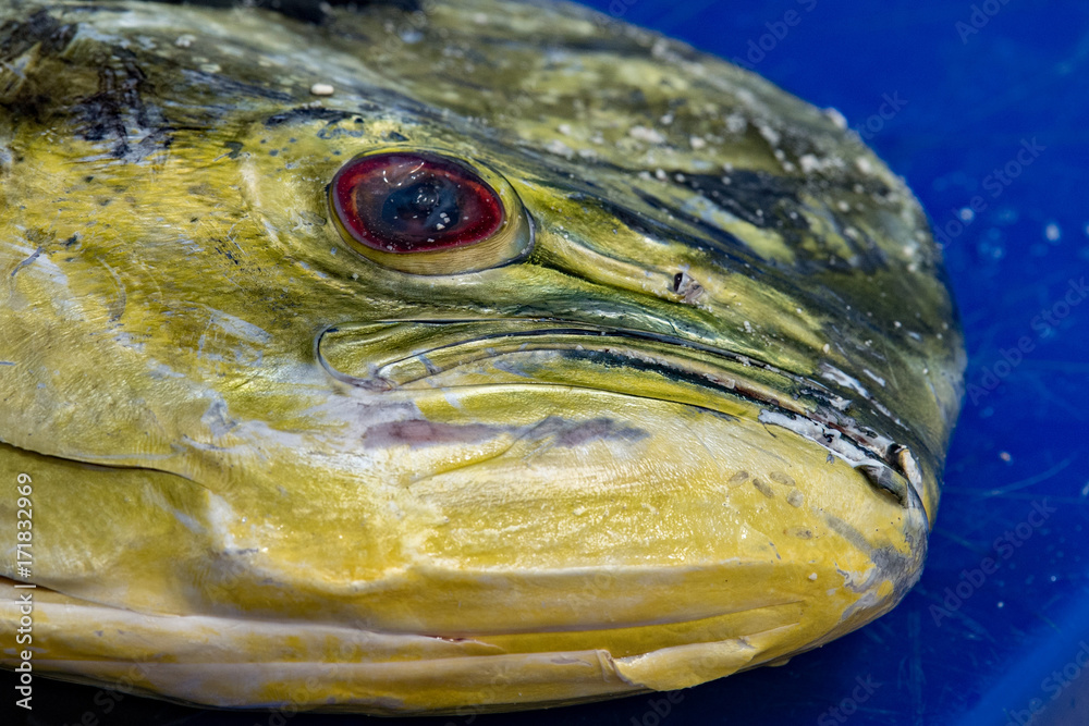 Mahi mahi dorado fish head foto de Stock Adobe Stock