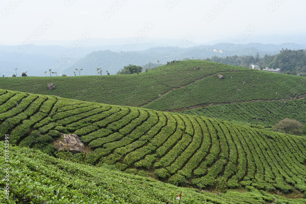 Munnar, Kerala