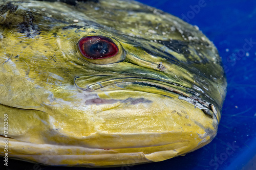 Mahi mahi dorado fish head photo
