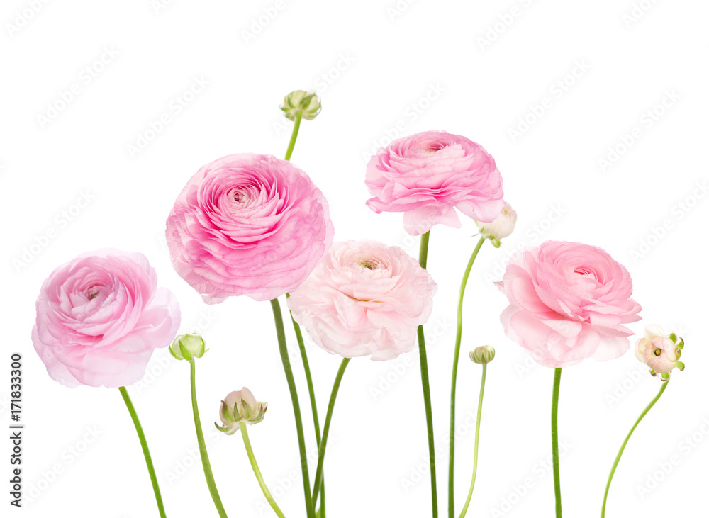 Light pink flowers (Ranunculus) isolated on white background.