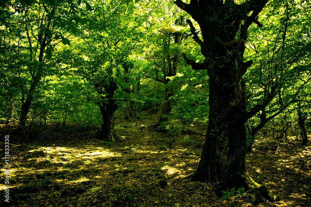 Naklejka premium trees, forest and mountain. travel and sightseeing