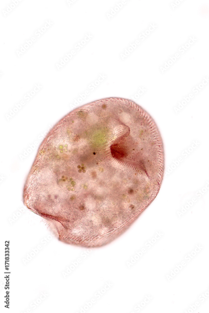 Stentor, sometimes called trumpet animalcules, are a genus of filter-feeding, heterotrophic ciliates, representative of the heterotrichs in waste water under the microscope. Stentor, sometimes called trumpet animalcules, are a genus of filter-feeding, heterotrophic ciliates, representative of the heterotrichs in waste water under the microscope.