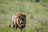 Big male Lion walking in the grass.