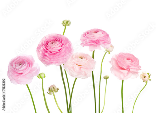 Obraz na płótnie Light pink flowers (Ranunculus) isolated on white background.