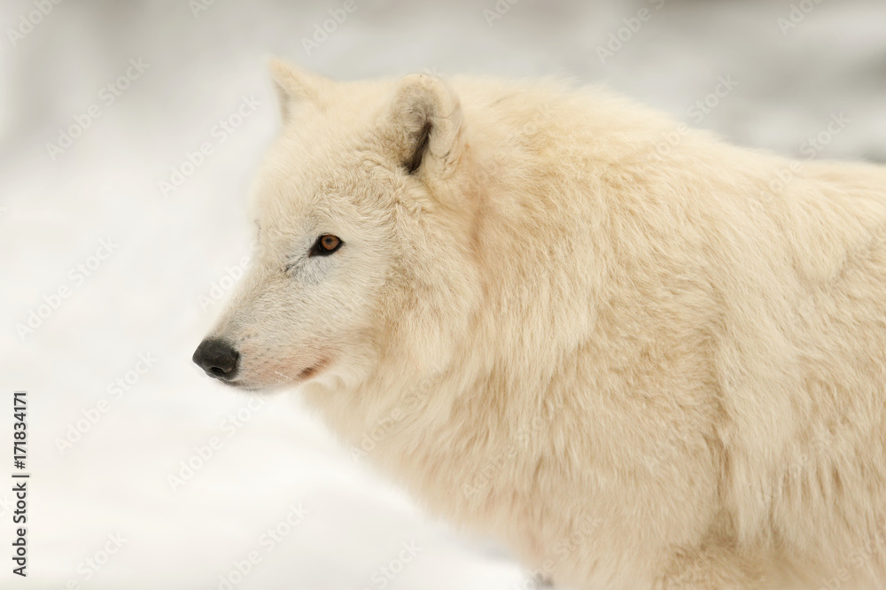 Polarwolf im Winter Polarwolf im Winter