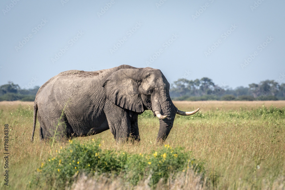 Elephant bull standing in the high grass.