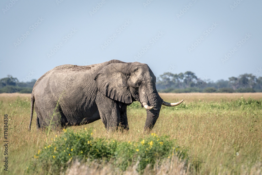 Obraz premium Elephant bull standing in the high grass.