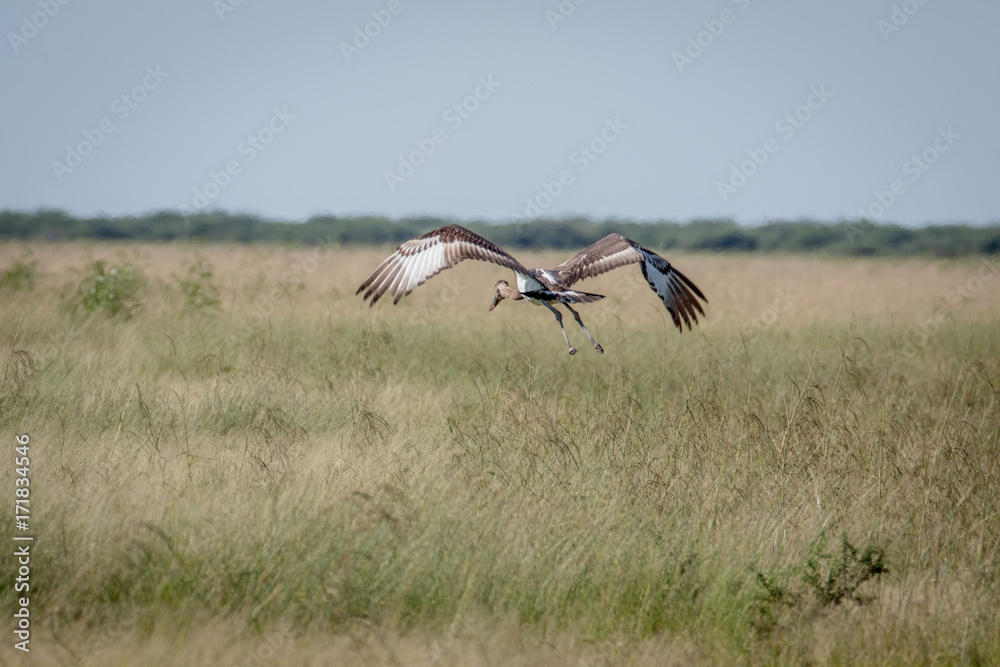 Fototapeta premium Juvenile Saddle-billed stork flying away.