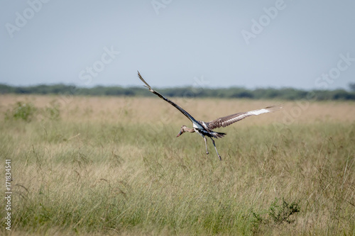 Juvenile Saddle-billed stork flying away. © simoneemanphoto