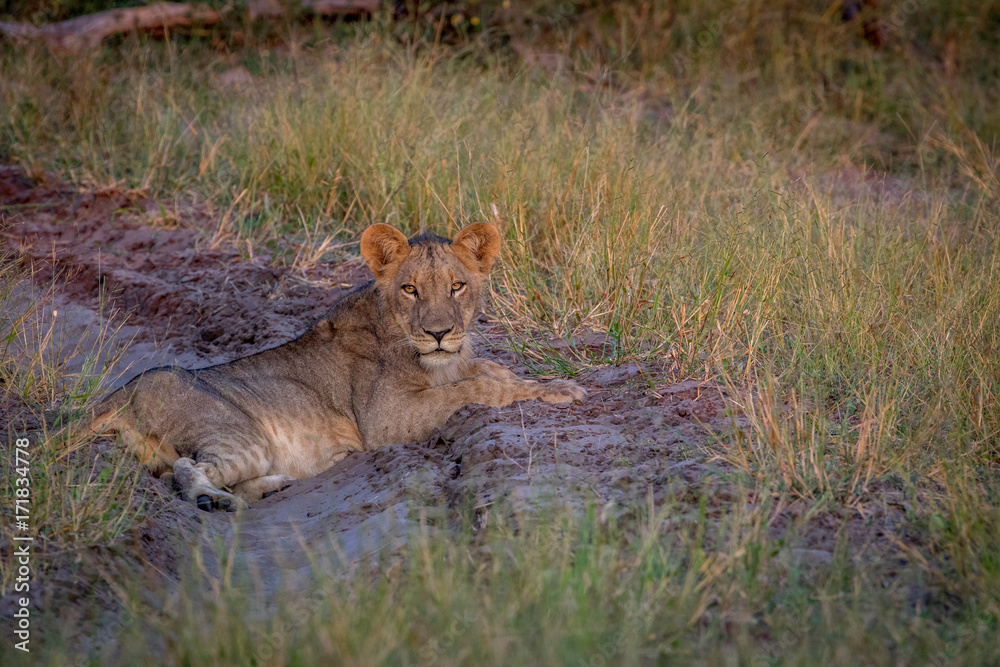Lion laying on the road and starring. Lion laying on the road and starring.