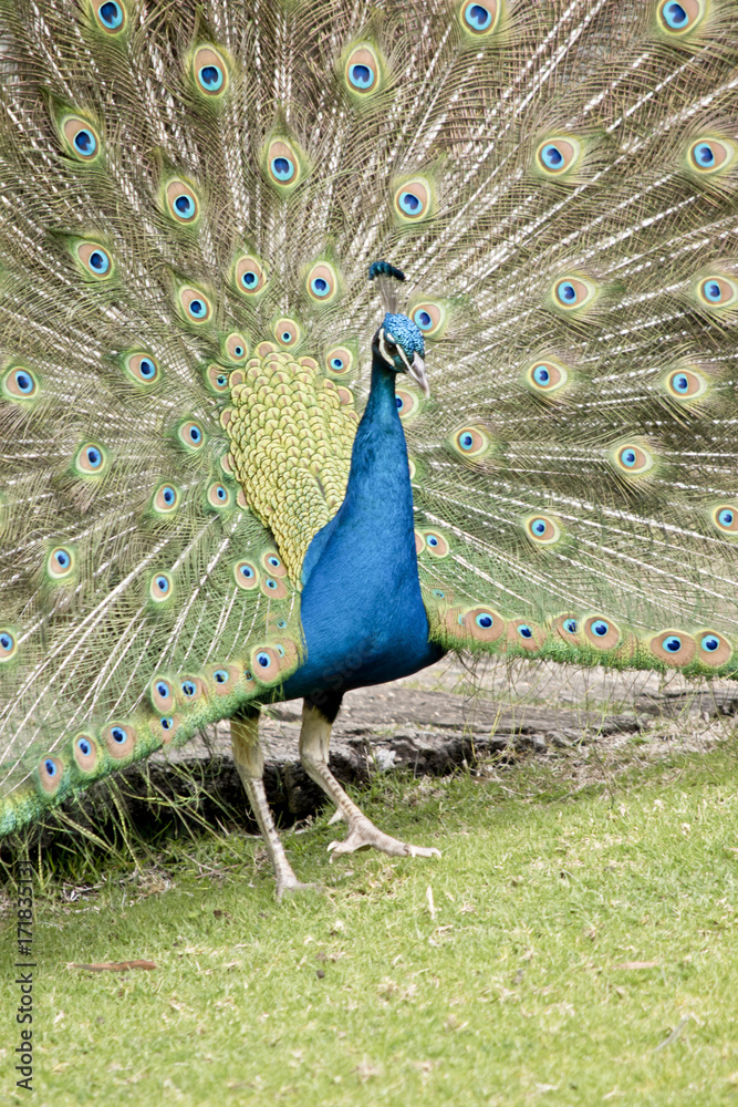 Obraz premium peacock