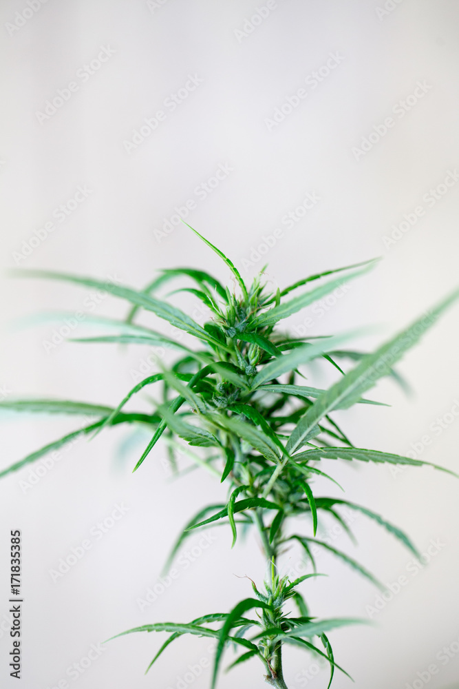 Obraz premium Cannabis indica, formally known as Cannabis sativa forma indica, is an annual plant in the Cannabaceae family.