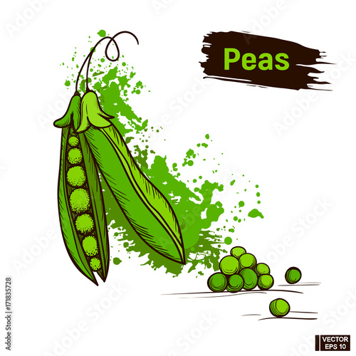 Green peas sketch colors