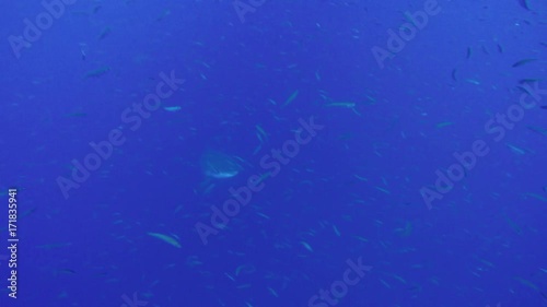 Wallpaper Mural Great white shark swims with school of fish in tropical ocean, Fiji Torontodigital.ca
