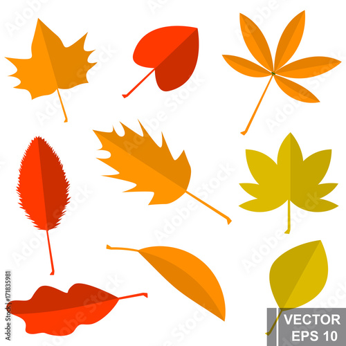 Leaves set. Flat illustration. Autumn. Trees. For your design.