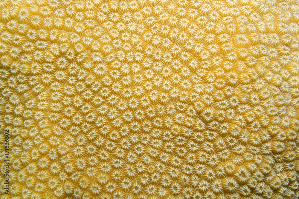 Naklejka premium Zamknij się z klapowaną gwiazdą koralową, Orbicella annularis, Morze Karaibskie