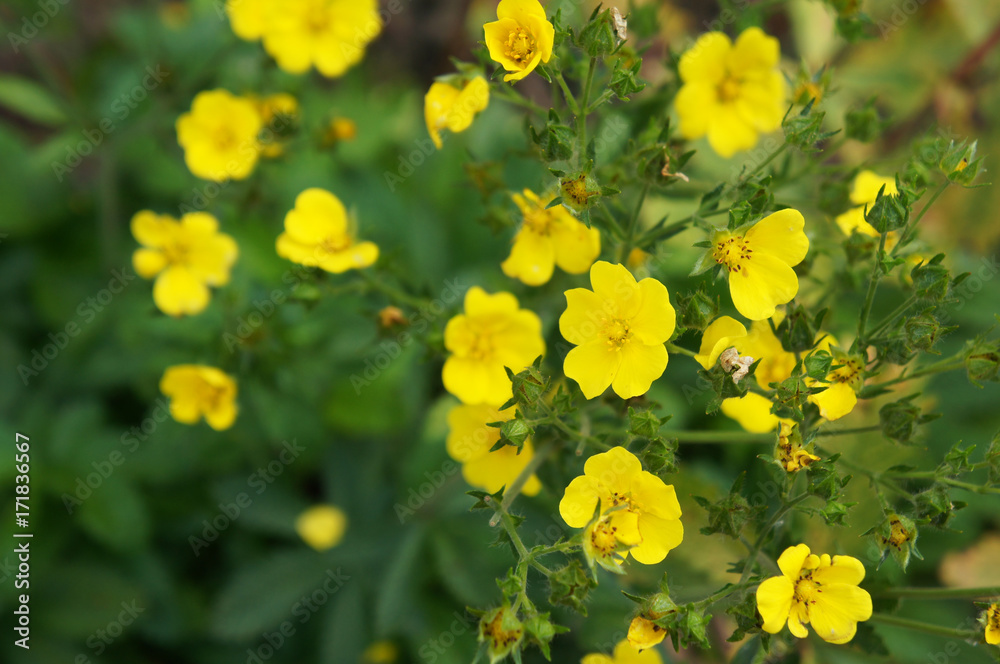 Obraz premium Gold drop potentilla fruticosa many yellow flowers with green