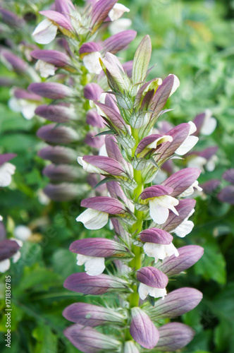 Acanthus mollis or bear's breeches or sea dock or bearsfoot or oyster plant purple and white flowers with green vertical photo