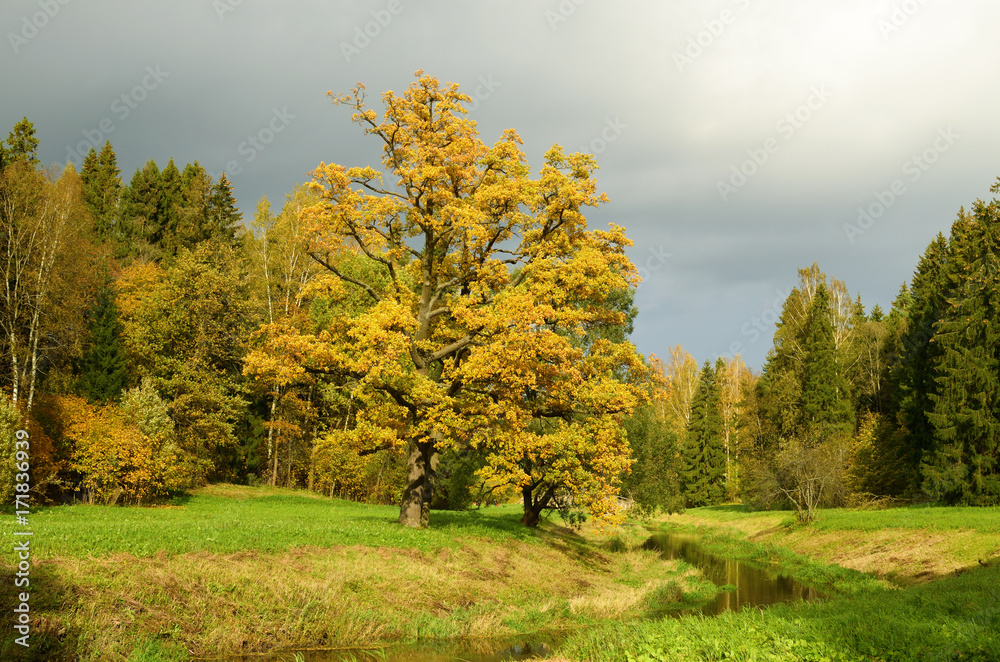 Fototapeta premium Autumn colors of nature.