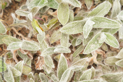 Tradescantia sillamontana silver green plant 