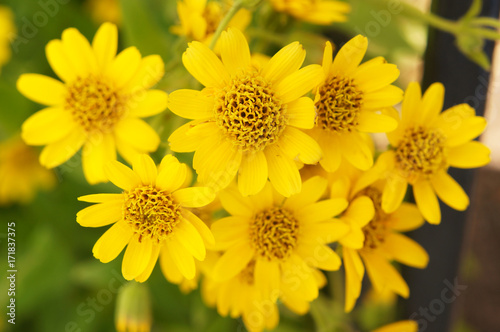 Arnica sachalinensis many yellow flowers with green photo