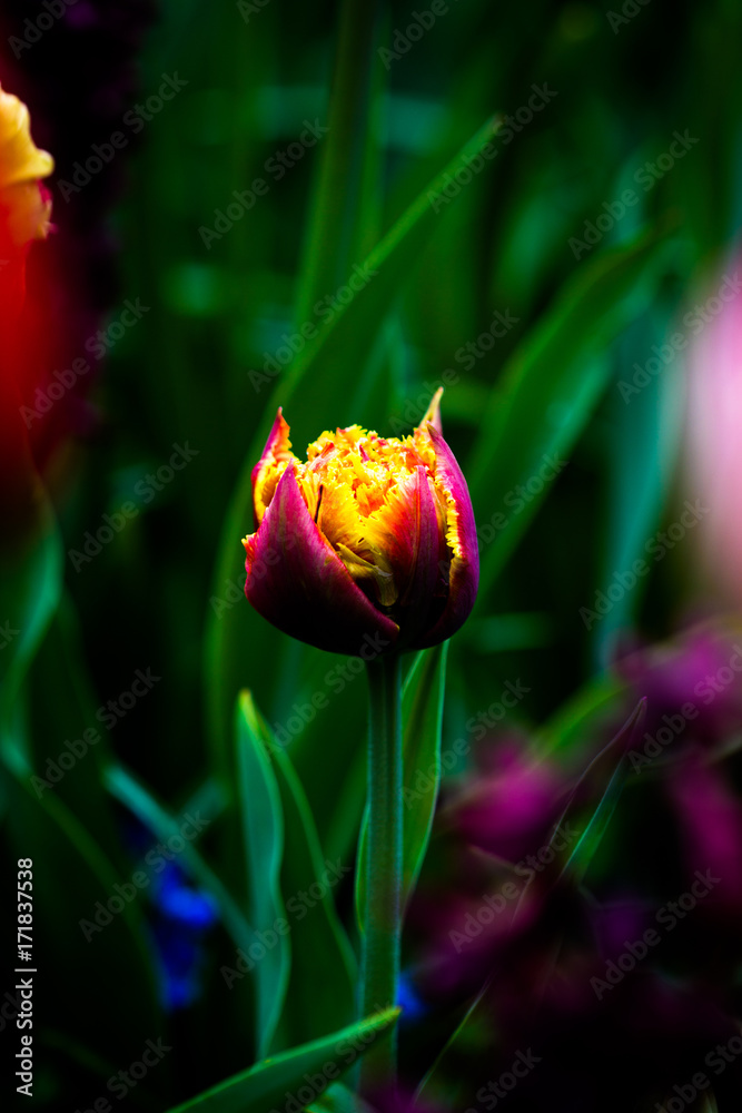 Obraz premium Surreal Tulip 