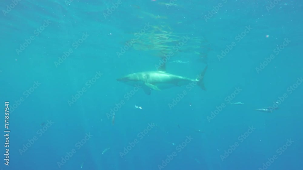 Great white shark misses floating bait, Fiji Great white shark misses floating bait, Fiji
