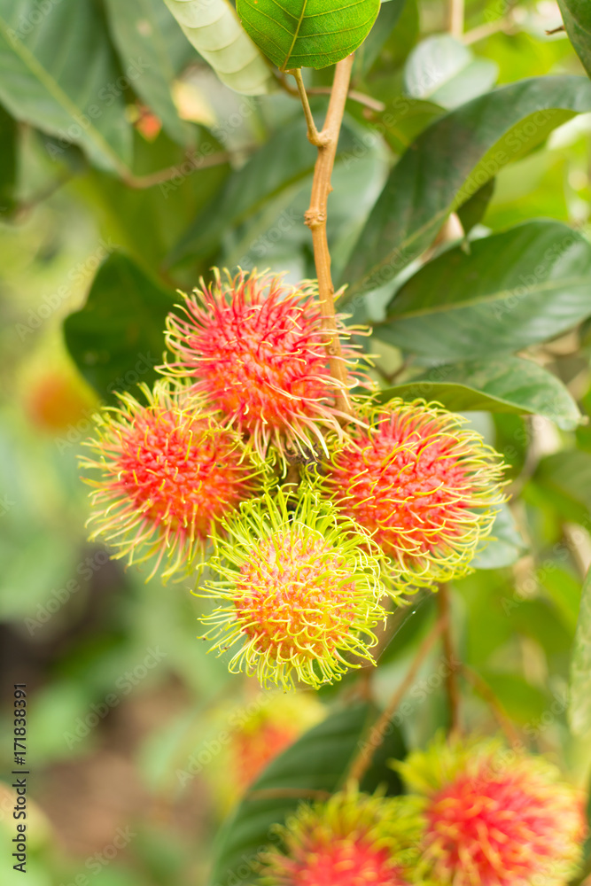 Ripe Rambutan fruits hanging on tree (Nephelium lappaceum) Ripe Rambutan fruits hanging on tree (Nephelium lappaceum)