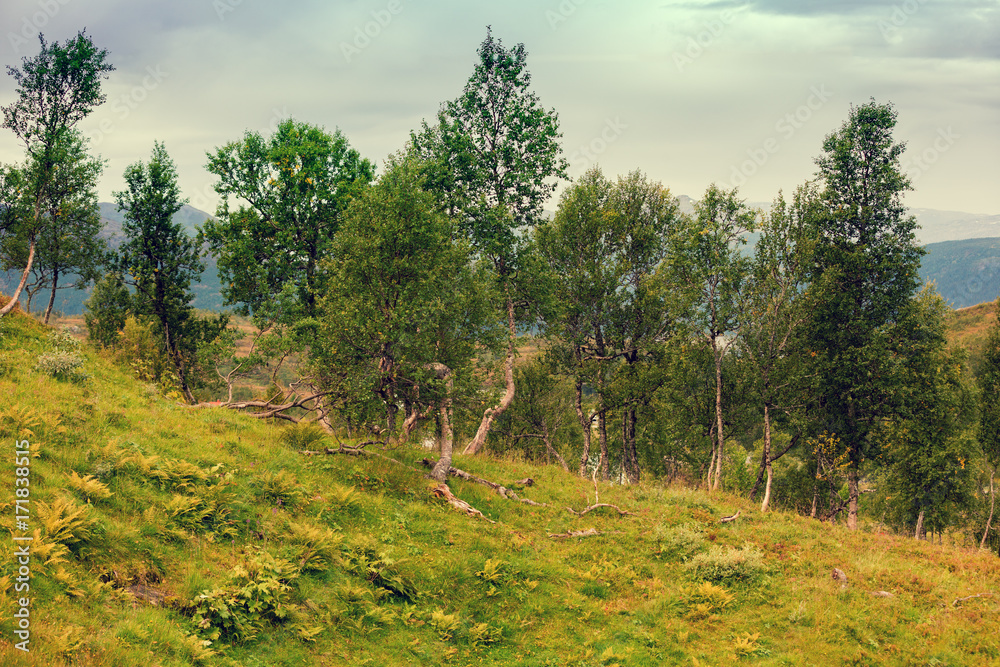 Wilderness Norway. Mountainside with trees Wilderness Norway. Mountainside with trees