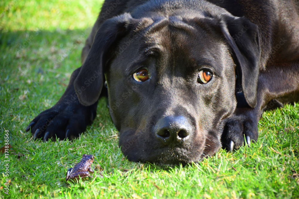 Frog and Dog Frog and Dog